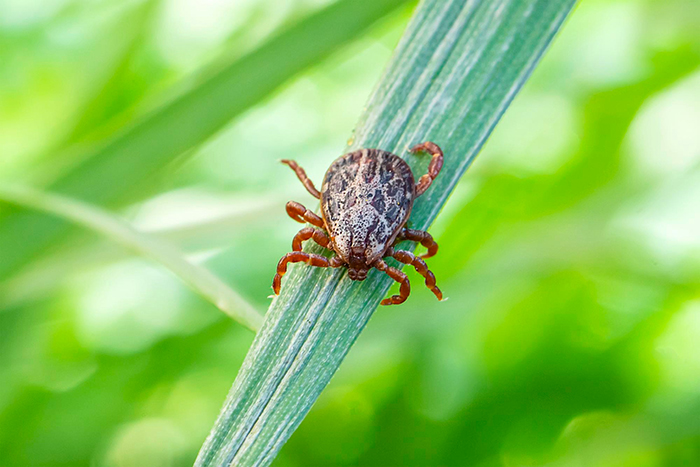 Удаление клеща